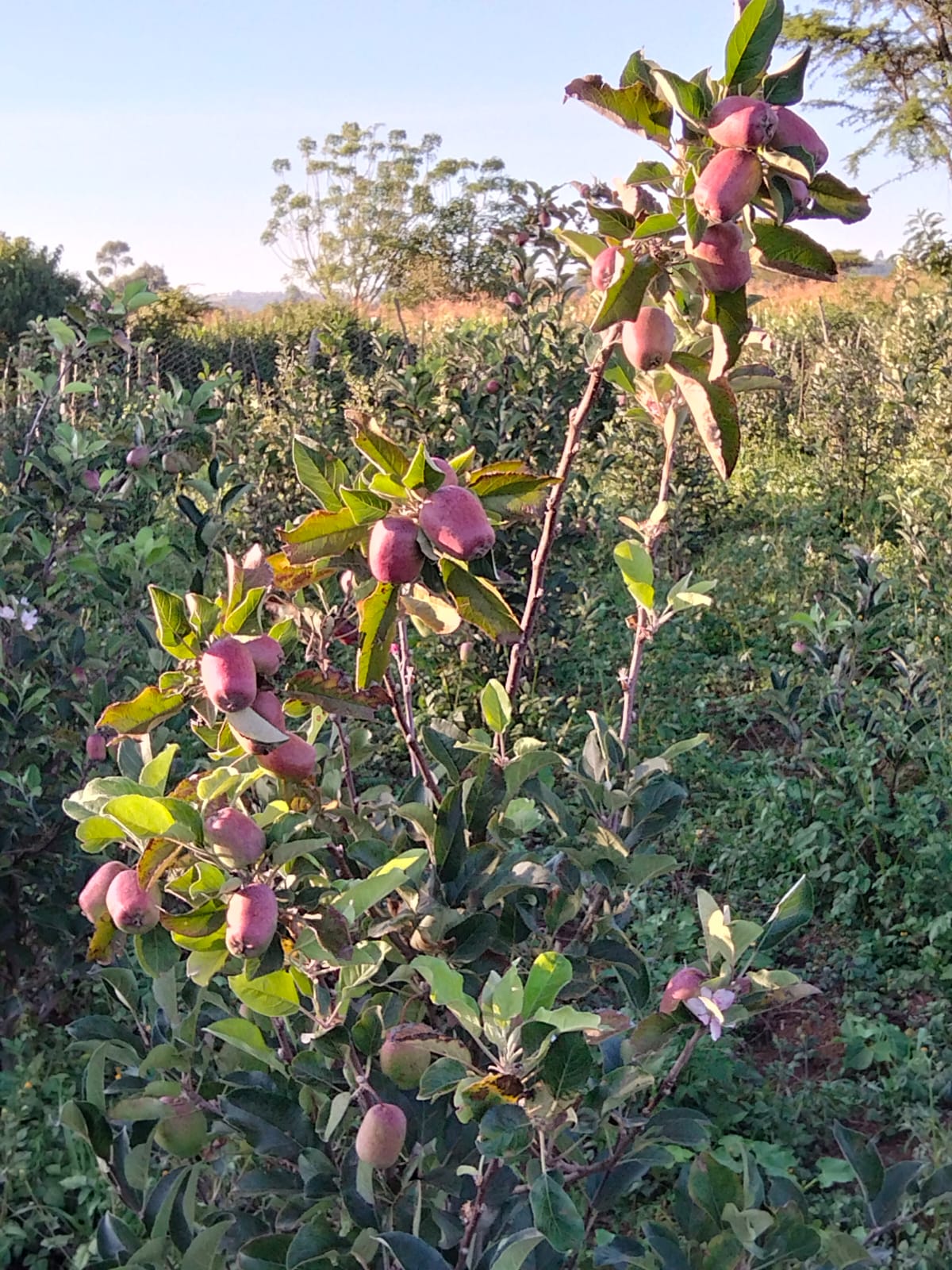 Apples growing on a branch at Emkwen Orchards