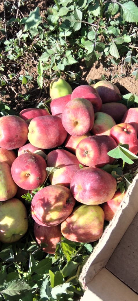 Freshly picked Wambugu apples gathered among orchard leaves