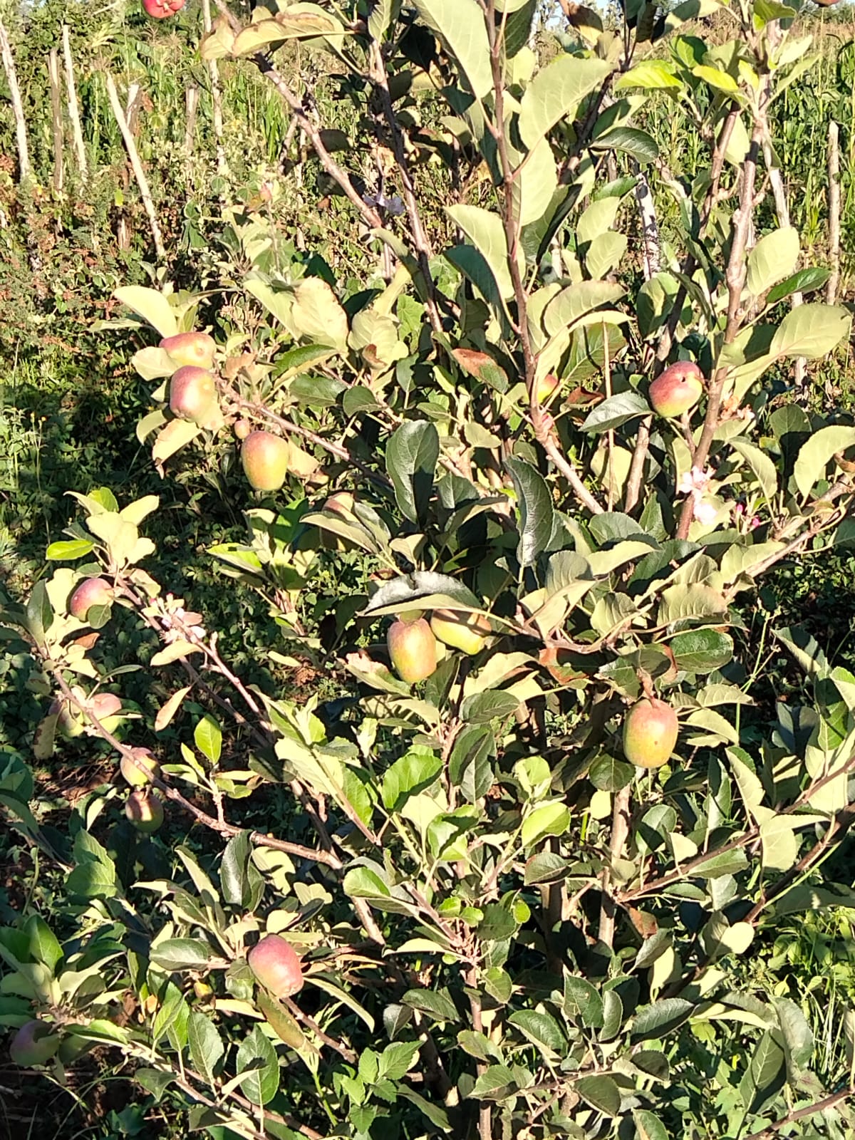 Orchard at sunrise